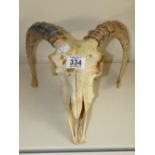 TAXIDERMY RAMS SKULL