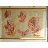 EARLY MEDICAL POSTER FEMALE PELVIS 118W X 83W CMS