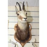 MOUNTED TAXIDERMY DEER HEAD