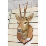 TAXIDERMY MOUNTED DEER HEAD