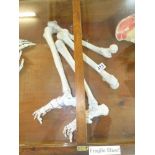 GUYS HOSPITAL TRAINING SKELETON PARTS, PAIR LEGS & FEET