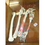 GUYS HOSPITAL TRAINING SKELETON PARTS, ARMS & HANDS