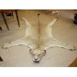 VICTORIAN TAXIDERMY, LION SKIN RUG, WITH HEAD MOUNT AND CLAWS - NOSE TO TAIL 275CM CLAW TO CLAW