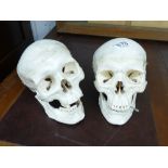 2 X TRAINING SKULL MODELS FROM GUY'S HOSPITAL