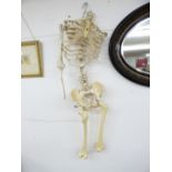 GUYS HOSPITAL TRAINING SKELETON PART, SPINE & PELVIS