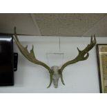 SKULL WITH ANTLERS