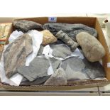 BOX OF FOSSILS