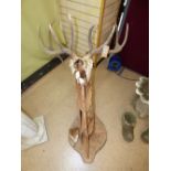 HUGE PAIR OF ANTLERS & REMAINS OF THE SKULL ON A WOODEN FRAME 12 POINTS & 110 CMS BREATH