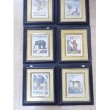 6 X BLACK & GILT FRAMED ZOOLOGICAL PRINTS