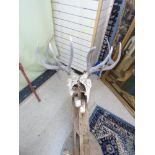 HUGE PAIR OF ANTLERS & REMAINS OF THE SKULL ON A WOODEN FRAME 12 POINTS & 110 CMS BREATH