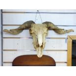 TAXIDERMY RAMS SKULL 51 CMS WIDE, AT HORNS