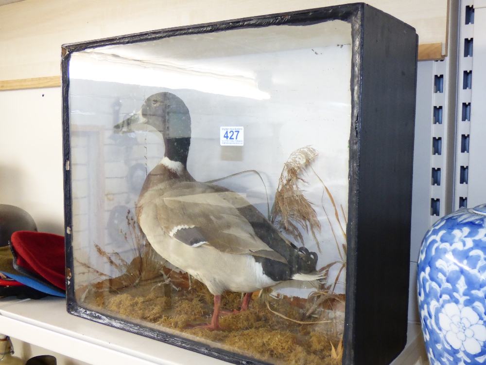 CASED TAXIDERMY MALLARD DUCK 46 X 54 X 20 CMS - Image 4 of 4