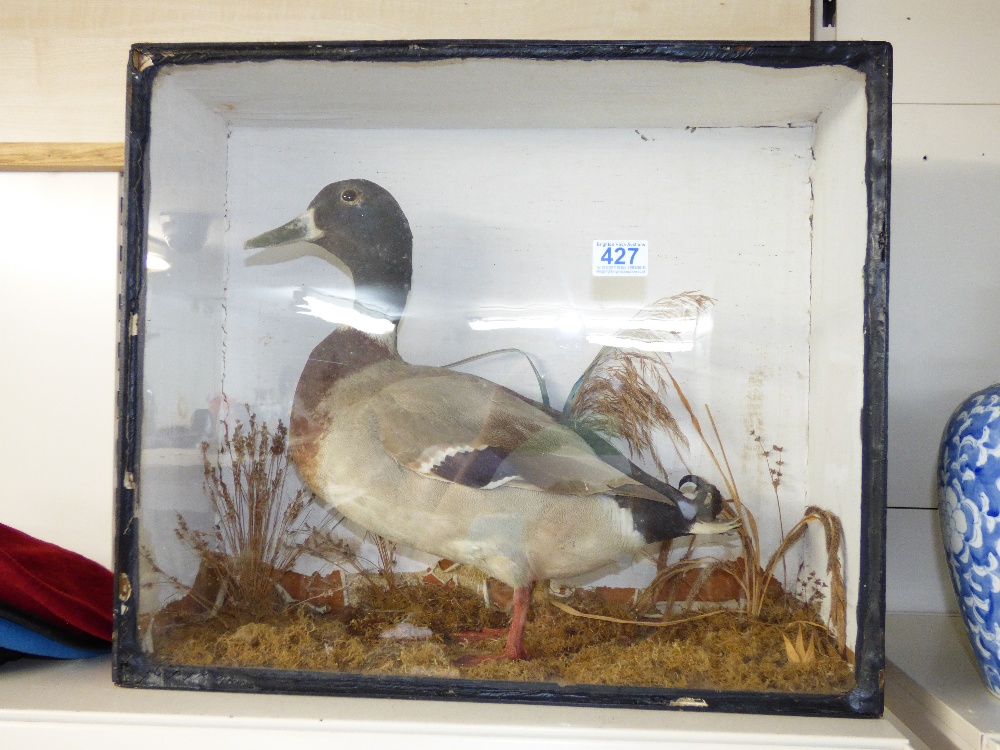 CASED TAXIDERMY MALLARD DUCK 46 X 54 X 20 CMS - Image 2 of 4