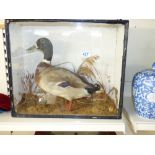 CASED TAXIDERMY MALLARD DUCK 46 X 54 X 20 CMS