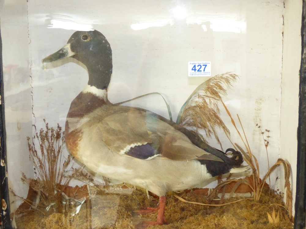 CASED TAXIDERMY MALLARD DUCK 46 X 54 X 20 CMS - Image 3 of 4