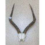 TAXIDERMY SKULL WITH HORNS