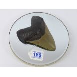 FOSSIL MEGALODON TOOTH, 14.5 X 11 cm