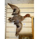 TAXIDERMY WALL MOUNTED DUCK, IN FLIGHT