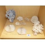 COLLECTION OF CORAL