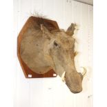 TAXIDERMY WART HOG HEAD