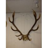 A SET OF STAG ANTLERS