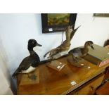 GROUP OF 3 X TAXIDERMY DUCKS, ONE POSED WITH WINGS FLAPPING