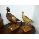 A PAIR OF TAXIDERMY PHEASANTS, ONE MALE AND ONE FEMALE, MOUNTED ON WOODEN BASES, LARGEST 47 CM TALL