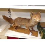 A TAXIDERMY STUDY OF A FOX