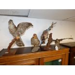 FOUR TAXIDERMY BIRDS INCLUDING A BIRD OF PREY