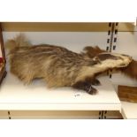 A TAXIDERMY STUDY OF A BADGER