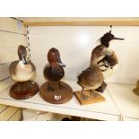 FOUR TAXIDERMY DUCKS