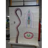 AN EARLY 20TH CENTURY ANATOMICAL CHART OF AN EARTH WORM (ZIZALA OBECNA). IN CZECH. 95 cm TALL