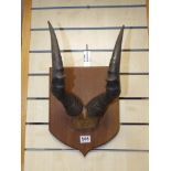 A PAIR OF ANTELOPE HORNS MOUNTED ON A WOODEN PLAQUE