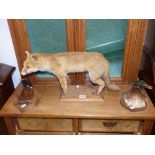 A TAXIDERMY FOX AND 2 MOUNTED BIRD HEADS, A DUCK AND A PHEASANT