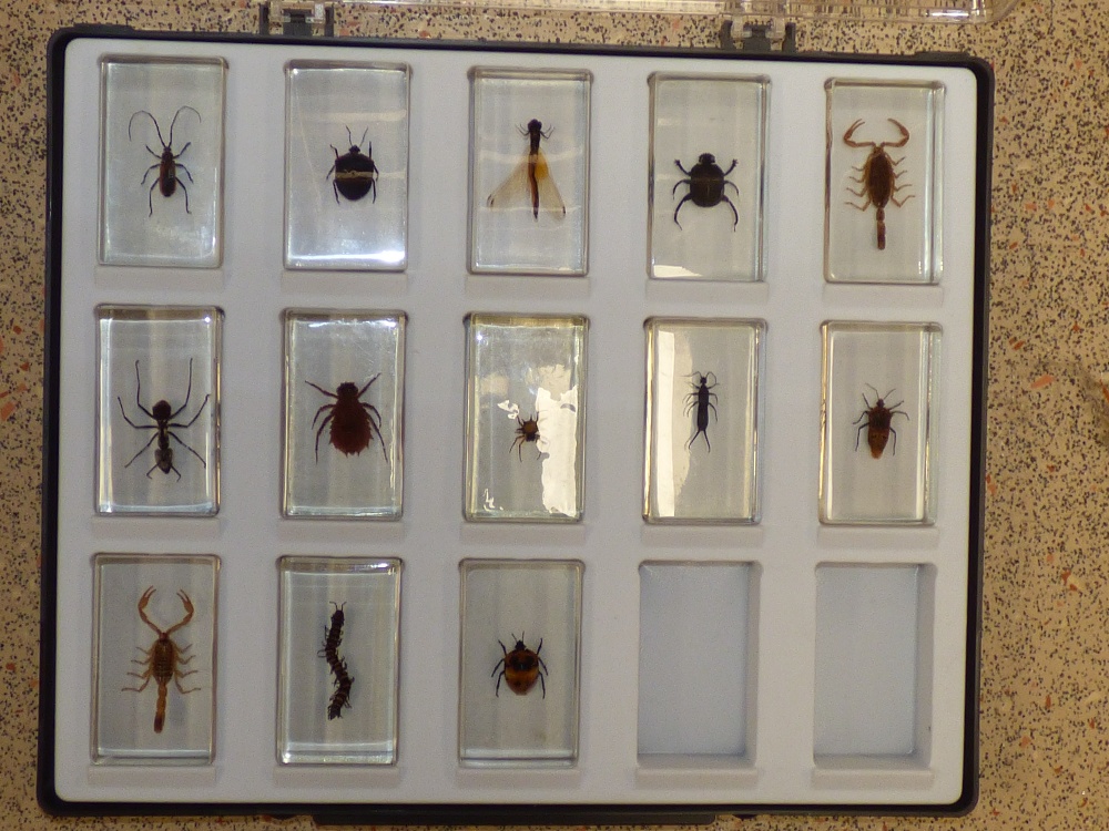 13 INSECT PAPERWEIGHTS / STUDY PIECES IN CASE - Image 2 of 4