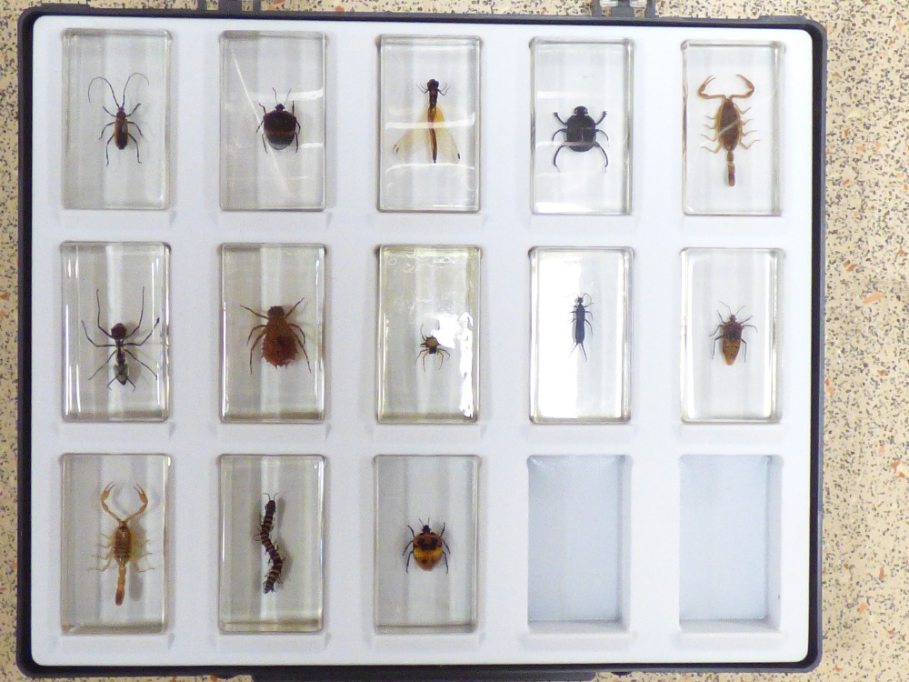 13 INSECT PAPERWEIGHTS / STUDY PIECES IN CASE