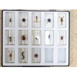 13 INSECT PAPERWEIGHTS / STUDY PIECES IN CASE