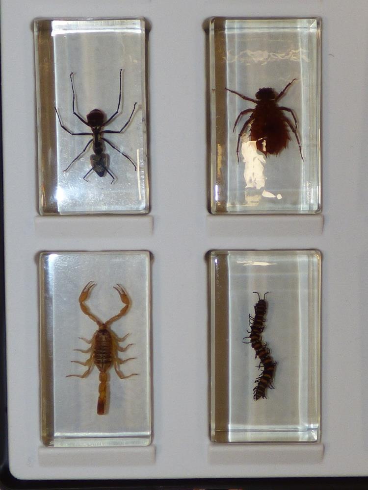 13 INSECT PAPERWEIGHTS / STUDY PIECES IN CASE - Image 3 of 4