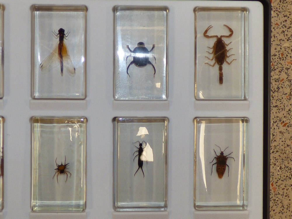 13 INSECT PAPERWEIGHTS / STUDY PIECES IN CASE - Image 4 of 4