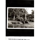 A photos, 2 albums, 102 b/w of Rhodesia, Swaziland , SA, Uganda c 1970s, all with descriptions,