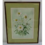 Olga Blandford Lewis framed and glazed watercolours of Shasta daisies signed and dated bottom