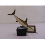 Royal Worcester figurine of a Swordfish limited edition 245/500 modelled by R. Van Ruyckevelt to