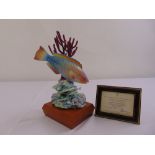 Royal Worcester figurine of a Rainbow Parrot fish limited edition 124/500 to include COA and