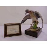 Royal Worcester figurine of a Green-Winged Teal limited edition 35/500 modelled by R. Van Ruyckevelt