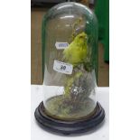 A Victorian glass dome with taxidermic canary.