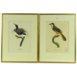 A set of 4 colour ornithological prints and 1 othe