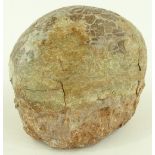 A large fossilised pre-historic dinosaur egg, leng