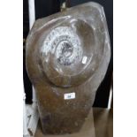 A large polished ammonite fossil.