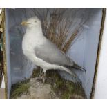 A taxidermic seagull in glazed case, height 22.5"