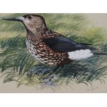 Ian Willis (born 1944), watercolour, bird study, s